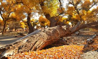 重慶出發(fā)到額濟(jì)納旗9日自駕游：鎮(zhèn)北堡影視城-額濟(jì)納旗-張掖丹霞-麥積山金秋九日自駕自駕游