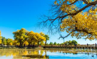 重慶出發(fā)內(nèi)蒙/西北8日自駕游：額濟(jì)納胡楊林-居延海-銀川-安塞-漢中8日自駕之旅自駕游