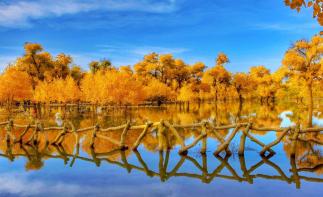 北京出發(fā)內(nèi)蒙古自駕游：額濟(jì)納胡楊林-居延海-怪樹林-黑水城6日自駕之旅自駕游