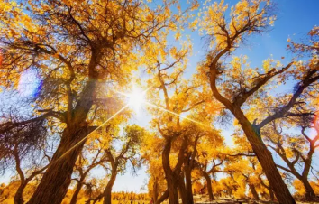 贵州出发内蒙额济纳9日自驾游：张掖七彩丹霞-额济纳胡杨林-居延海9日西北自驾游-游推荐