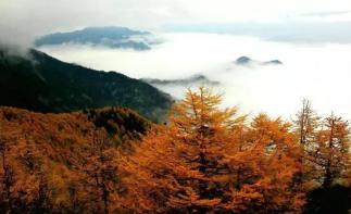 四川出发大秦知秋古道穿越6日自驾游：秦岭秋色-黄花岭景观道-大箭沟-银杏王-金丝猴自驾游