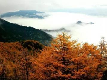 四川出发大秦知秋古道穿越6日自驾游：秦岭秋色-黄花岭景观道-大箭沟-银杏王-金丝猴