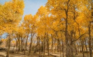 西安出发阿拉善额济纳7日自驾游：金色胡杨林-张掖七彩丹霞-居延海7日西北之旅自驾游