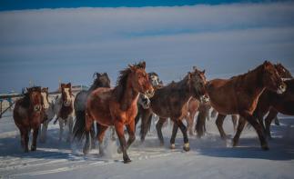 海拉爾集合5日呼倫貝爾自駕游：莫日格勒河-布冬霞-莫爾道嘎-白樺林5日冬天自駕游自駕游