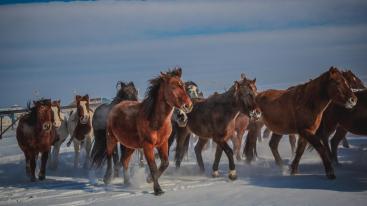 海拉尔集合5日呼伦贝尔自驾游：莫日格勒河-布冬霞-莫尔道嘎-白桦林5日冬天自驾游-推荐