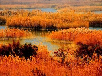 北京出发山东黄河入海口2日自驾游：观黄河入海口、赏芦花飞雪、买冬枣、寻黄骅美味