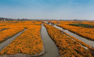 秋天周末無(wú)錫周邊自駕游：興化千垛花海-李中水上森林探尋中國(guó)”東方威尼斯“2日自駕游自駕游