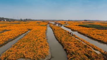 秋天周末无锡周边自驾游：兴化千垛花海-李中水上森林探寻中国”东方威尼斯“2日自驾游-推荐