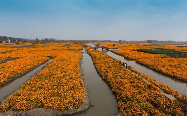 秋天周末无锡周边自驾游：兴化千垛花海-李中水上森林探寻中国”东方威尼斯“2日自驾游