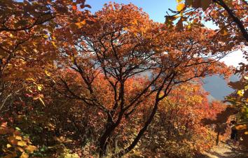 北京出发自驾坡峰岭：赏红幽岚山、品清真牛头、红井秋色醉美斜阳自驾1日游-游推荐