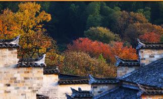 山东出发黄山5日自驾游：黄山-宏村-南坪-塔川-皖南318线赏秋5日游自驾游