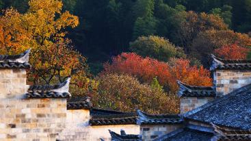 山东出发黄山5日自驾游：黄山-宏村-南坪-塔川-皖南318线赏秋5日游-推荐