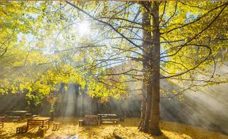 昆明集合云南10日自駕游：無量山櫻花海-騰沖銀杏-大理麗江-西雙版納賞秋之旅自駕游