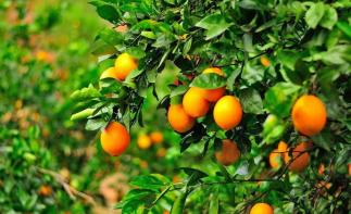 廣東出發(fā)3日贛州自駕游：漢仙巖-溫泉小鎮(zhèn)-三百山-臍橙果園-東生圍3天廣東周邊自駕游自駕游