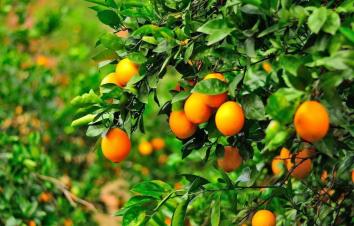 广东出发3日赣州自驾游：汉仙岩-温泉小镇-三百山-脐橙果园-东生围3天广东周边自驾游-游推荐