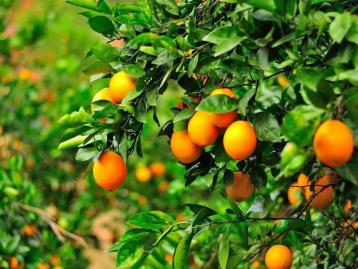 广东出发3日赣州自驾游：汉仙岩-温泉小镇-三百山-脐橙果园-东生围3天广东周边自驾游