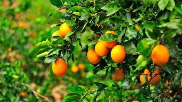 广东出发3日赣州自驾游：汉仙岩-温泉小镇-三百山-脐橙果园-东生围3天广东周边自驾游-推荐