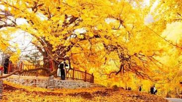 湖北武汉周边2日自驾游：随州千年银杏谷-大洪山风景区2天周末赏秋之旅-推荐