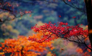 重庆出发到光雾山3天自驾：看亚洲最大红叶林，抓住秋天最后的尾巴！自驾游
