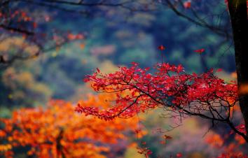 重庆出发到光雾山3天自驾：看亚洲最大红叶林，抓住秋天最后的尾巴！-游推荐