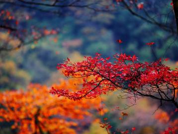 重庆出发到光雾山3天自驾：看亚洲最大红叶林，抓住秋天最后的尾巴！