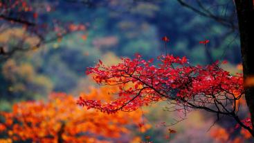 重庆出发到光雾山3天自驾：看亚洲最大红叶林，抓住秋天最后的尾巴！-推荐