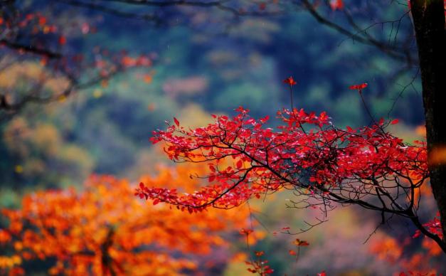 重庆出发到光雾山3天自驾：看亚洲最大红叶林，抓住秋天最后的尾巴！