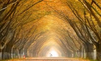 周末濟(jì)南周邊自駕游：邳州賞金秋銀杏-泡五星臨沂觀塘溫泉2日休閑自駕游自駕游