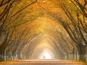 周末济南周边自驾游：邳州赏金秋银杏-泡五星临沂观塘温泉2日休闲自驾游