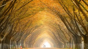 周末济南周边自驾游：邳州赏金秋银杏-泡五星临沂观塘温泉2日休闲自驾游-推荐
