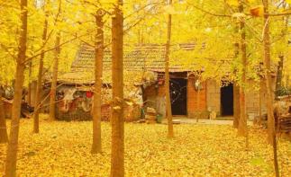 珠海周邊賞秋自駕游：清遠陽山千年銀杏、高山溫泉瀑布、粵北小漓江2日自駕自駕游