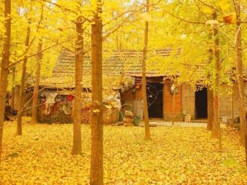 珠海周边赏秋自驾游：清远阳山千年银杏、高山温泉瀑布、粤北小漓江2日自驾