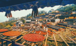 北京出發(fā)江西婺源7日自駕游：無敵婺源鄉(xiāng)村秋色-南京止馬嶺池杉林深度攝影7日自駕游自駕游