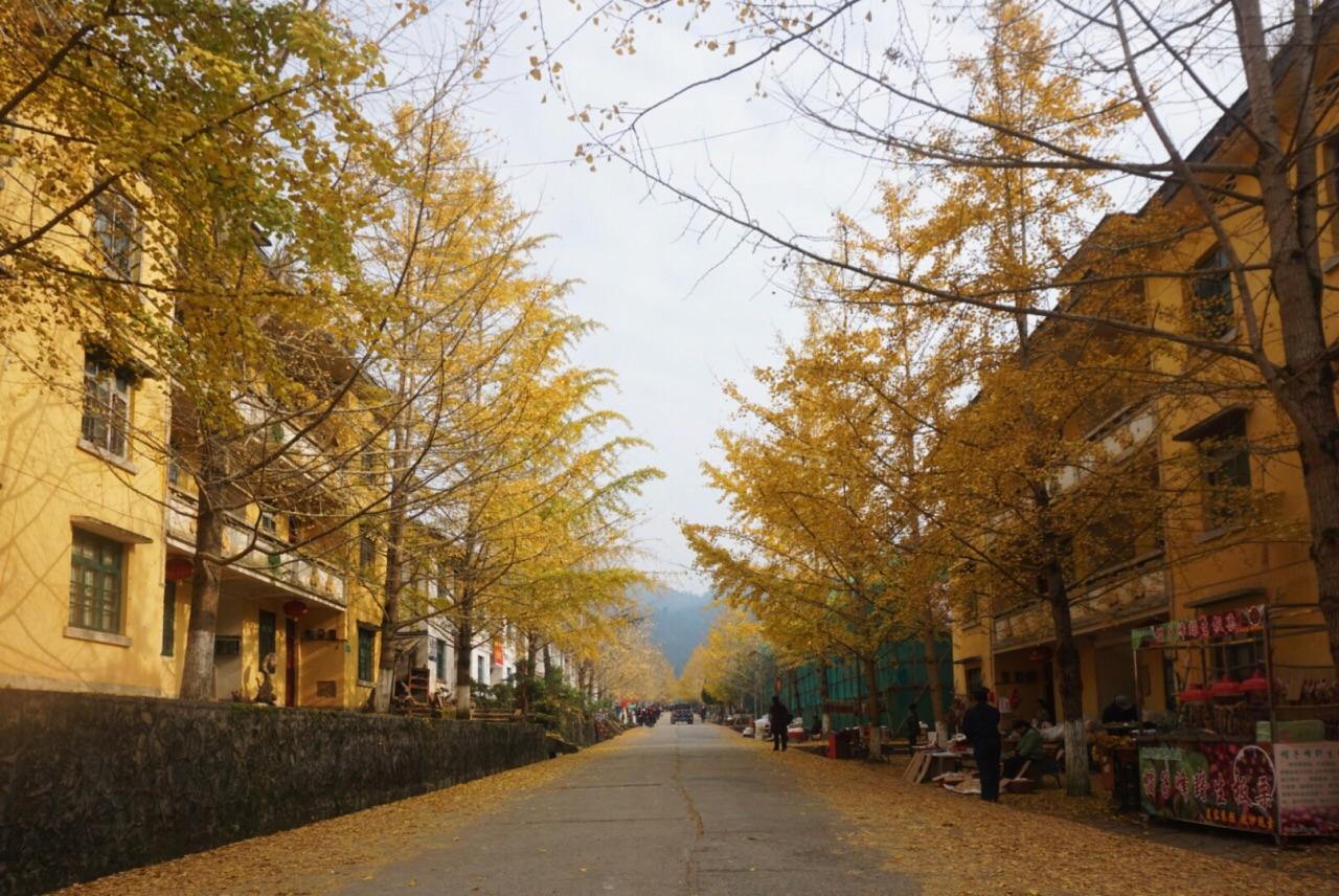 中山出发韶关2日自驾游：邂逅广东最美秋色南雄银杏古树、始兴红土地2天自驾自驾游