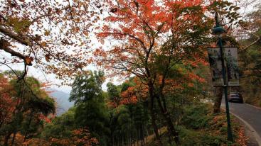郑州出发安徽浙江7日自驾游：徽州秋韵-千岛湖-莫干山低奢养生休闲7日精品自驾-推荐
