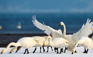北京出發(fā)山東半島3日自駕游：夢(mèng)幻天鵝湖，觀海上日出，奢享溫泉豪華海景酒店自駕游