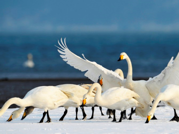 北京出发山东半岛3日自驾游：梦幻天鹅湖，观海上日出，奢享温泉豪华海景酒店