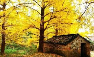 廣東周邊3日休閑自駕游：銀杏海洋鄉(xiāng)-興坪漓江-兩江四湖3日桂林陽(yáng)朔自駕游自駕游