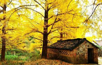 广东周边3日休闲自驾游：银杏海洋乡-兴坪漓江-两江四湖3日桂林阳朔自驾游-游推荐