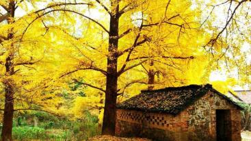 广东周边3日休闲自驾游：银杏海洋乡-兴坪漓江-两江四湖3日桂林阳朔自驾游-推荐