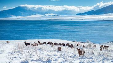 乌鲁木齐集合6天北疆自驾游：魔鬼城-禾木村-克拉玛依-喀纳斯6天冰雪自驾游-推荐