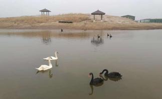 北京出發(fā)河北滄州2日自駕游：北塘古鎮(zhèn)、洋貨街、南大港濕地2日周末游自駕游