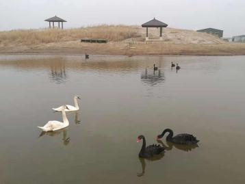 北京出發(fā)河北滄州2日自駕游：北塘古鎮(zhèn)、洋貨街、南大港濕地2日周末游