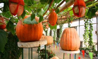 北京出发秦皇岛2日自驾游：集发观光园、阿尔卡迪亚温泉酒店2日自驾之旅自驾游