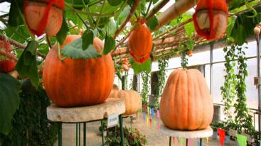 北京出发秦皇岛2日自驾游：集发观光园、阿尔卡迪亚温泉酒店2日自驾之旅-推荐