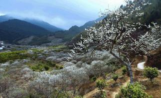 周末中山周邊自駕游：增城品盆菜-從化石門森林公園賞楓葉-溪頭村尋梅2天自駕自駕游