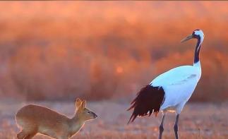 山東出發(fā)到蘇北3日自駕游：水上森林-千垛花海-大縱湖美食的誘惑休閑3日自駕游自駕游