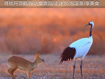 山東出發(fā)到蘇北3日自駕游：水上森林-千垛花海-大縱湖美食的誘惑休閑3日自駕游