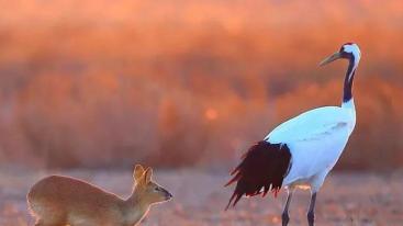 山东出发到苏北3日自驾游：水上森林-千垛花海-大纵湖美食的诱惑休闲3日自驾游-推荐