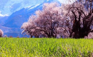 成都出發(fā)11日西藏林芝桃花節(jié)自駕游：丹巴-金川梨花-色達(dá)攝影-林芝桃花節(jié)11日自駕自駕游
